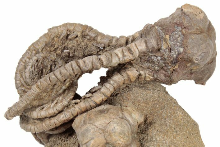 Fossil Crinoid (Jimbacrinus) - Gascoyne Junction, Australia #188633